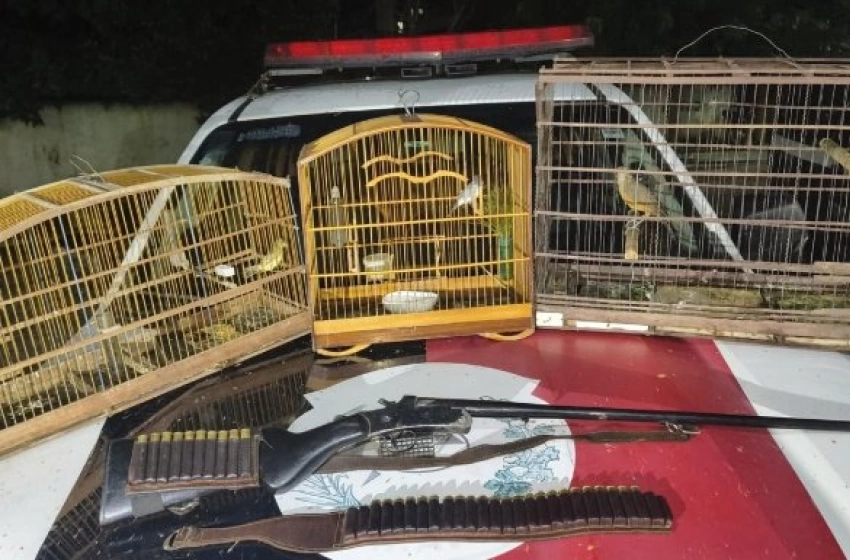 Imagem Aves e arma de fogo apreendidas em ação policla no município de Pilõeszinho 