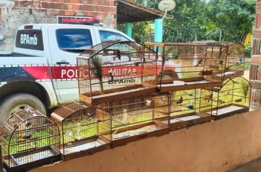 Imagem Aves silvestres apreendidas pela polícia militar no município de Belém, agreste paraibano 