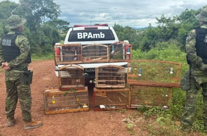 Imagem Aves Silvestres apreendidas pelo Batalhão Ambiental na região de Guarabira