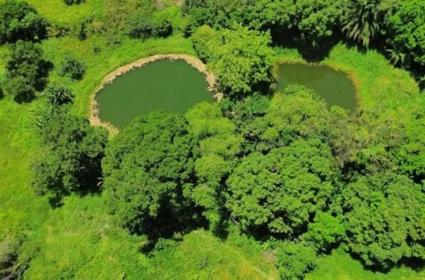 Imagem Semana do Meio Ambiente