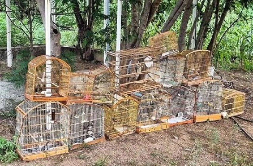 Imagem Aves silvestres apreendidas pela polícia militar em Sousa 