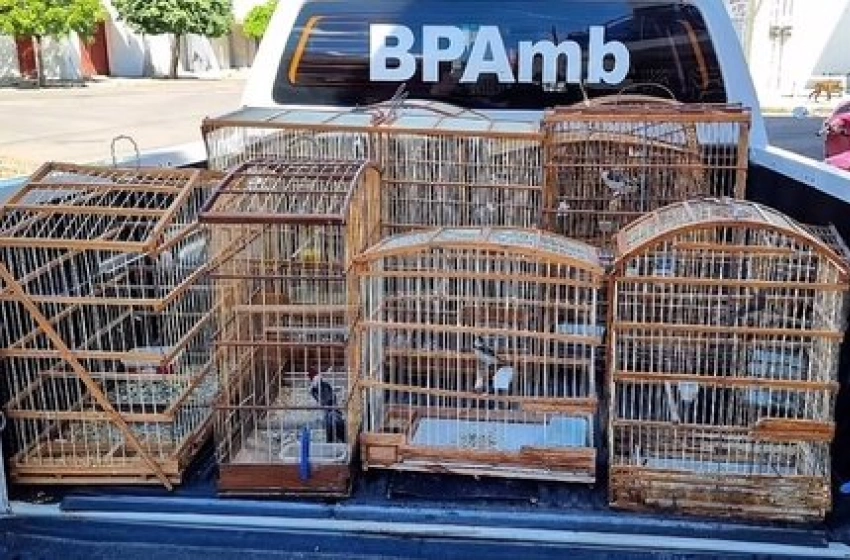 Imagem Aves silvestres apreendidas pela Polícia Militar em Sousa 
