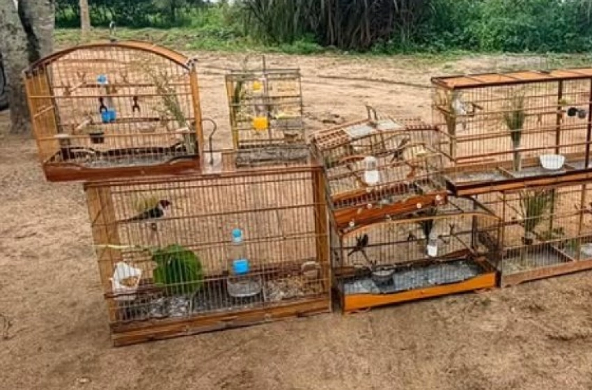 Imagem Aves silvestres apreendidas pela Polícia Militar em São Miguel de Taipu 
