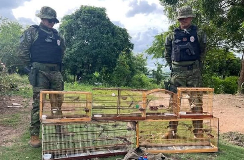 Imagem Aves silvestres apreendidas pela Polícia Militar em Guarabira 