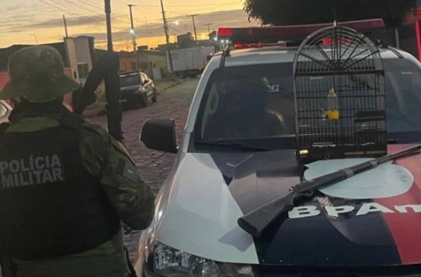 Imagem Aves e arma de fogo apreendidas em Bananeiras 