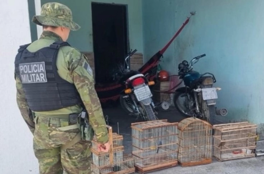 Imagem Aves Silvestres apreendidas pela Polícia Militar em São José de Piranhas 