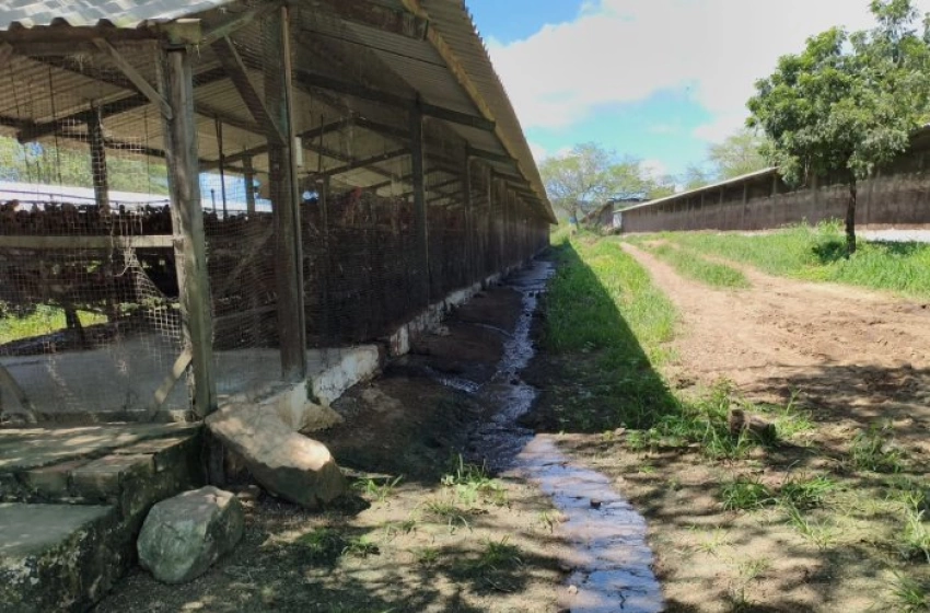 Imagem Granja de galinhas
