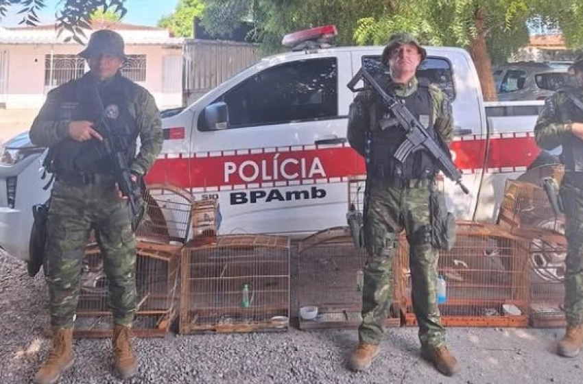 Imagem Aves silvestres apreendidas pela Polícia Militar em Juarez Távora 