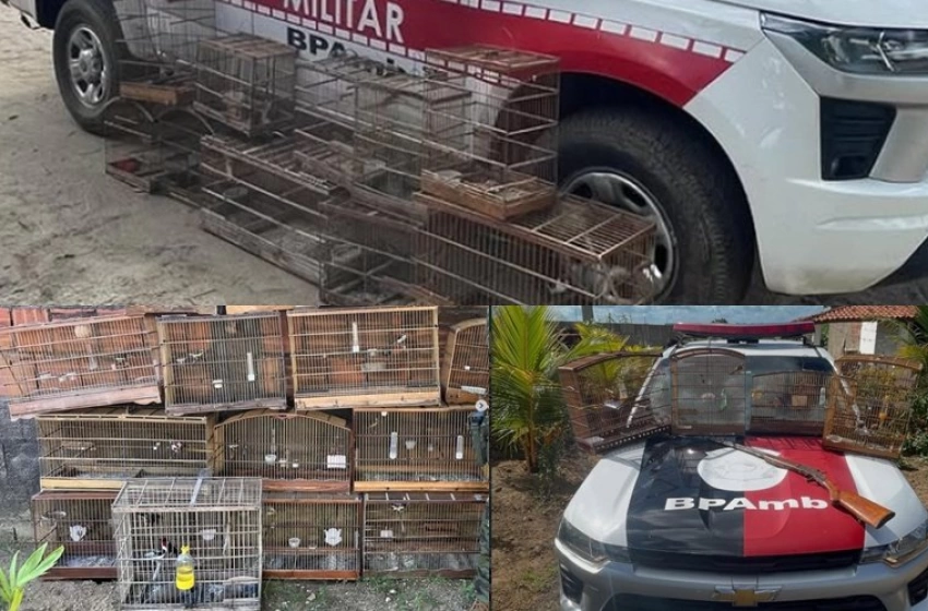 Imagem Aves silvestes apreendidas pela polícia militar na Paraíba 