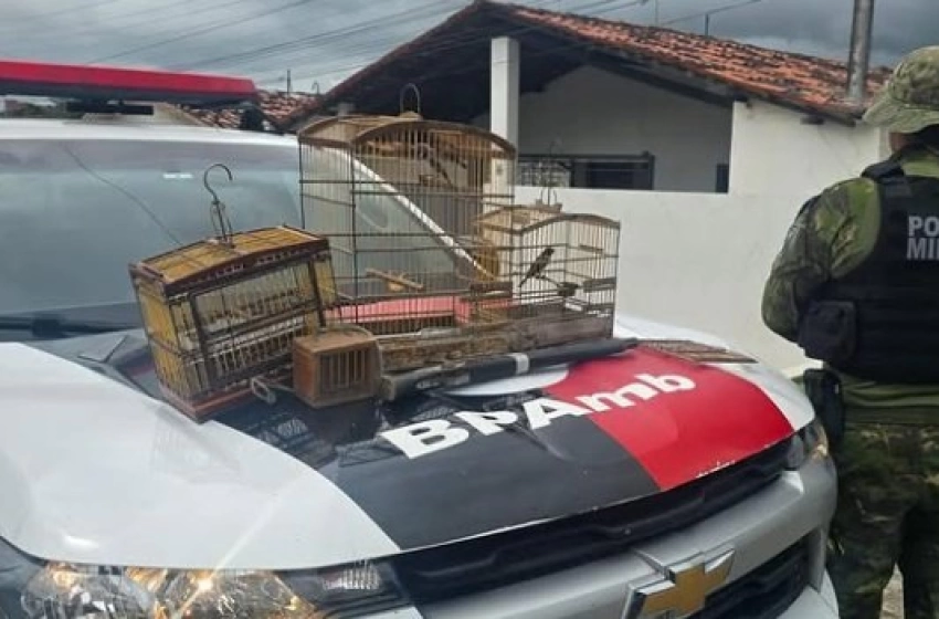 Imagem Aves silvestres apreendidas pela Polícia Militar em Gurinhém 