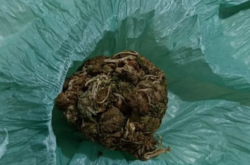 Imagem Maconha apreendida em ação da PM