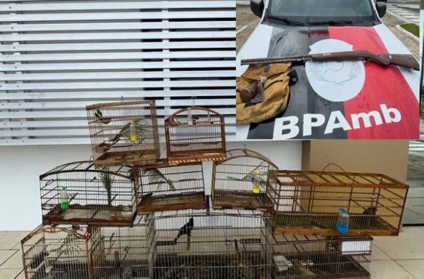 Imagem Aves silvestres e arma de fogo apreendidas em ação da Polícia Militar em Mamanguape 