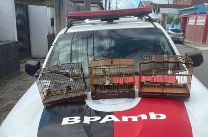 Imagem Aves silvestres apreendidas pela Polícia Militar em Remígio 
