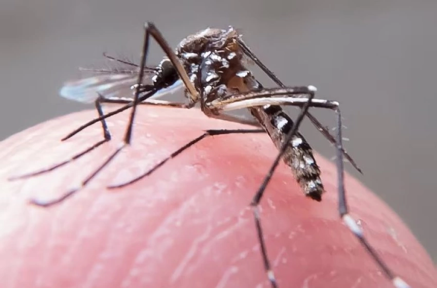 Imagem Boletim epidemiológico das arboviroses na Paraíba