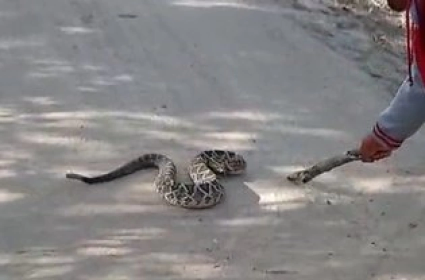 Imagem Imagem de uma cobra cascavel 