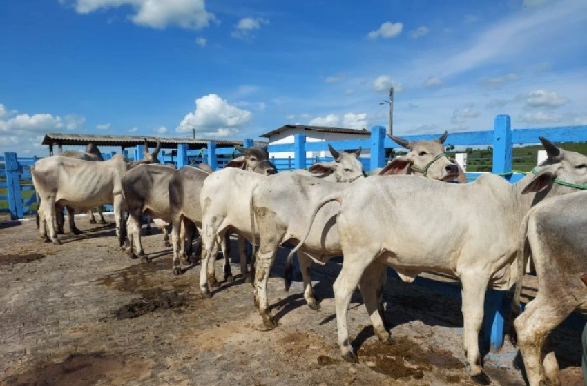 Imagem Encontro de Rastreabilidade Bovina