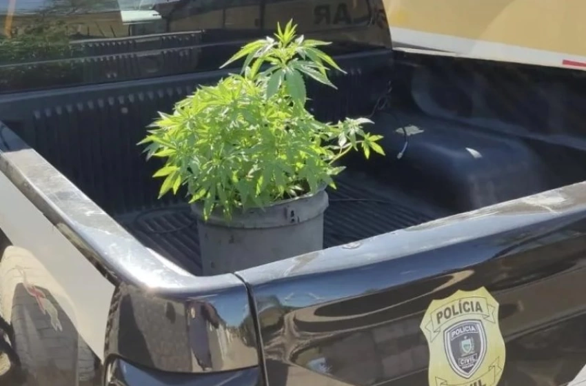 Imagem Pés de maconha apreendidos pela Polícia Civil no município de Água Branca, no Sertão paraibano.