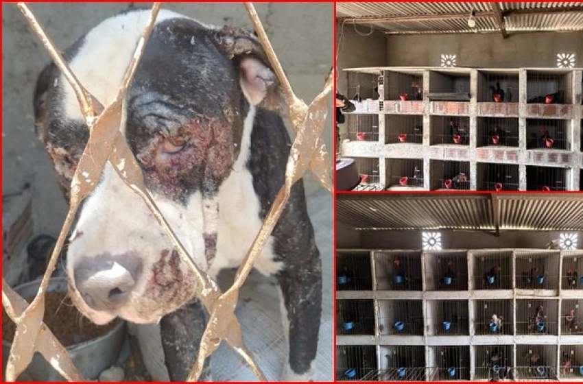 Imagem Animais em situação de maustratos resgatados pela Polícia Civil, em Boqueirão 