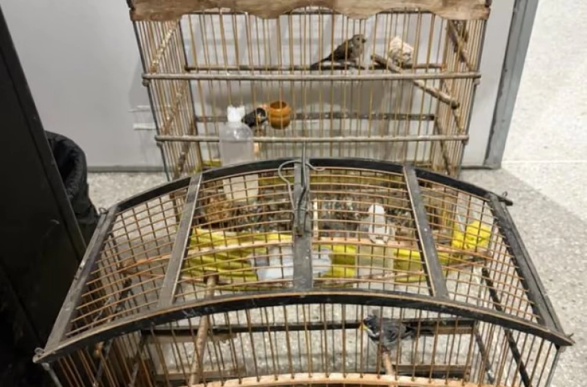 Imagem Resgate de três aves silvestres mantidas em cativeiro ilegal