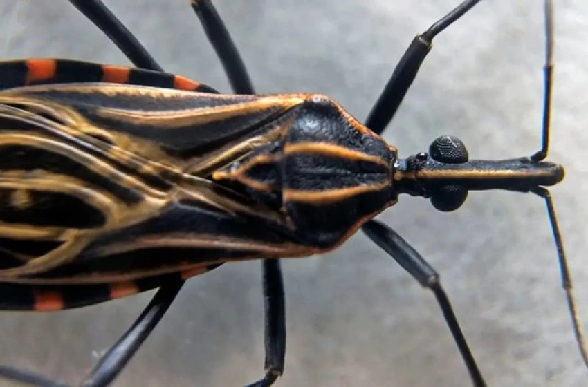 Imagem Barbeiro que causa doença de Chagas