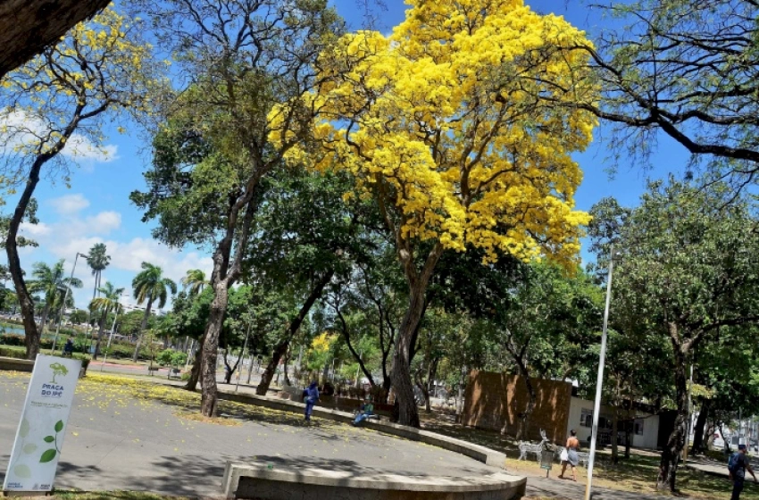 Imagem João Pessoa conquista selo de ‘Cidades Árvores do Mundo’ pela 3ª vez