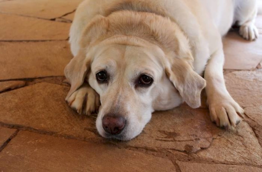 Imagem Orientações para a população sobre cuidados com animais