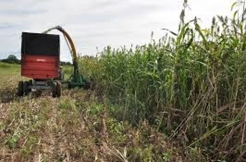 Imagem Estiagem afeta municípios paraíbanos