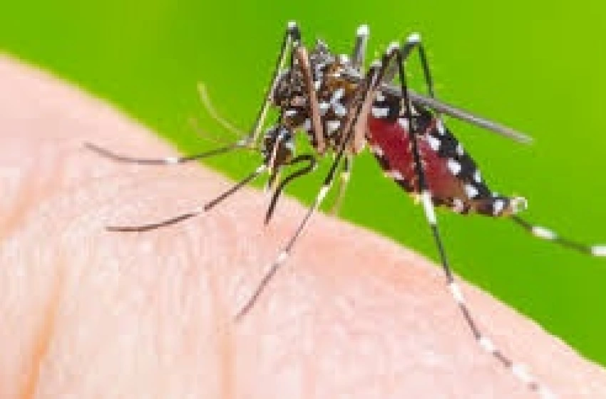 Imagem Mobilização nacional contra a dengue, nas escolas