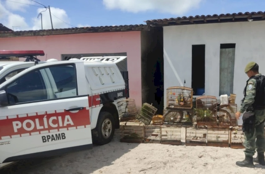 Imagem Aves silvestres apreendidas pela polícia militar 