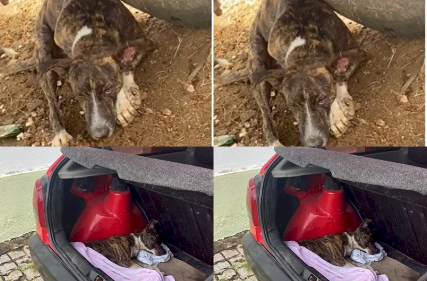 Imagem Cachorro que teve partas quebras durante atropelamento