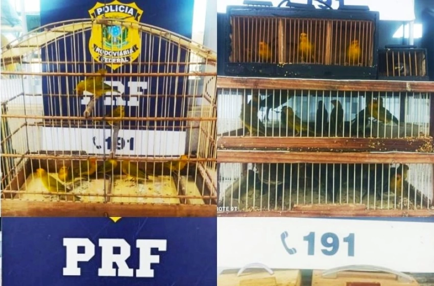 Imagem Aves silvestres apreendidas pela PRF na Bahia 