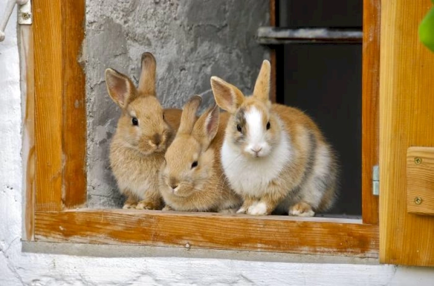Imagem Coelhos abandonados em parques, praças e terrenos
