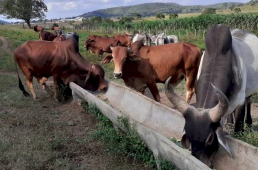 Imagem processamento de animais para mercado religioso