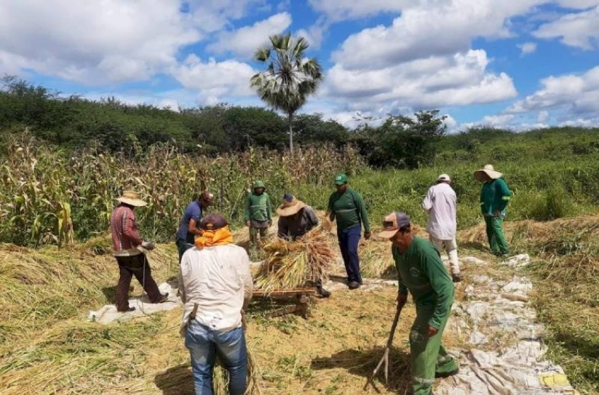 Imagem Colheita produtiva do Arroz no Vale do Piancó