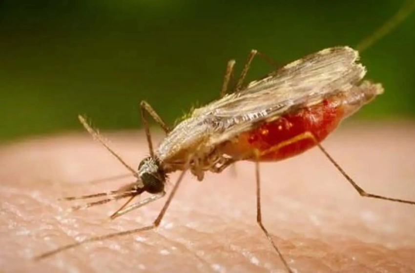 Imagem Plataforma orienta profissionais que atendem pacientes com malária