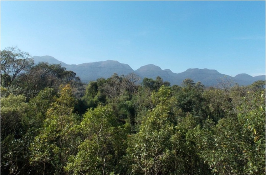 Imagem Mata Atlântica