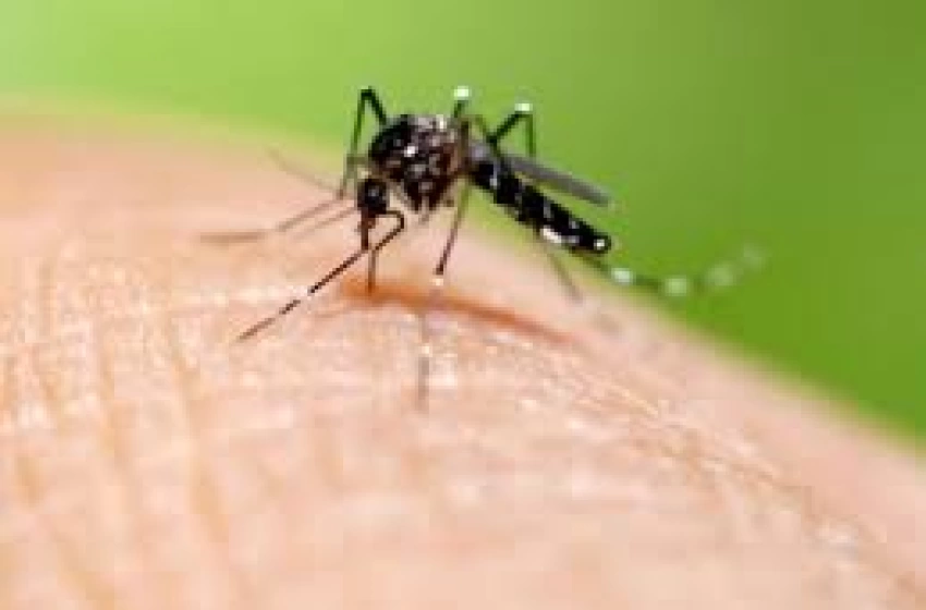 Imagem Aedes Aegypti