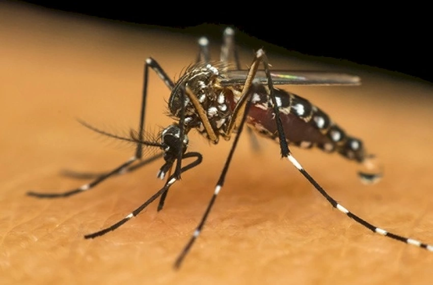 Imagem Mosquito Aedes aegypti