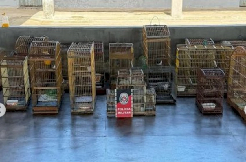 Imagem Apreensão de aves silvestres na região do Vale do Piancó