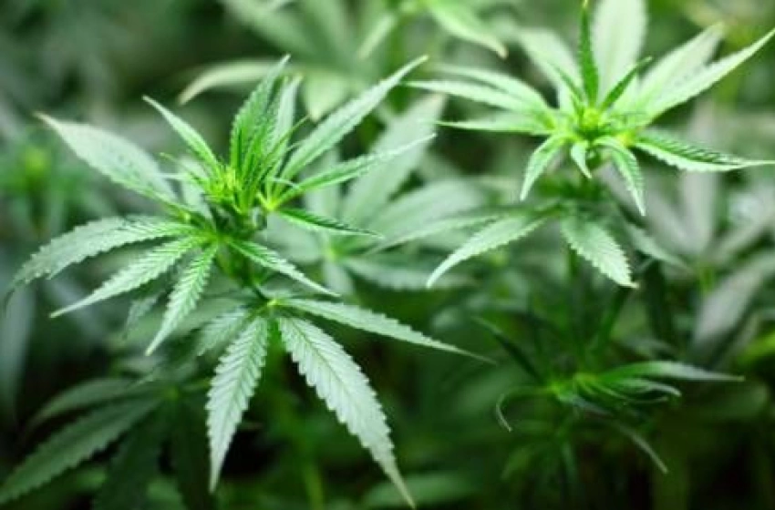 Imagem Pés de Maconha