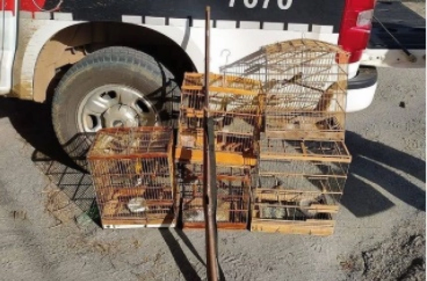 Imagem Aves Silvestres 