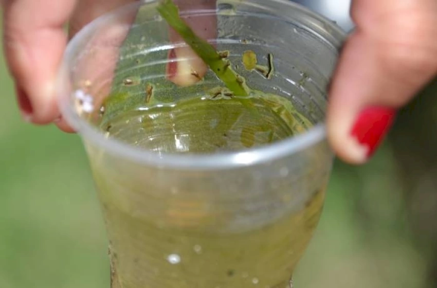 Imagem Dia Nacional de Combate ao Aedes Aegypti