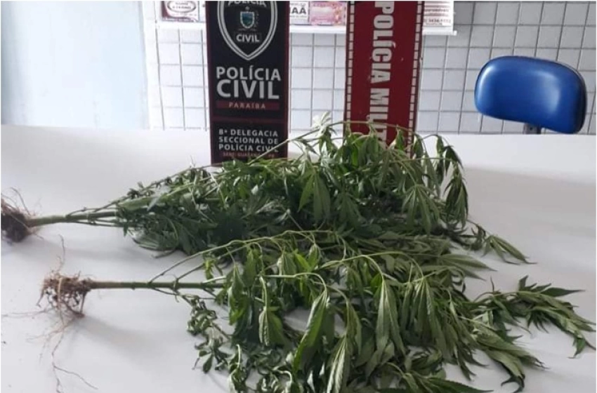 Imagem Pés de maconha