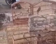 Aves silvestres apreendidas pela Polícia Militar em Patos 