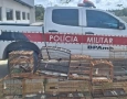 Aves silvestres apreendidas pela Batalhão Ambiental no município de Lucena 