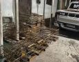 Aves silvestres apreendidas pelo Batalhão de Polícia Ambiental em Lagoa Seca 