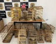 Aves apreendidas pela PM na cidade de Pombal