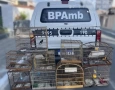 Aves silvestres apreendidas pela polícia militar em Montadas 