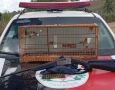 Arma de fogo e ave silvestre apreendidas no município de Itapororoca 