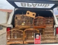 Aves silvestres apreendidas pelo Batalhão de Polícia Ambiental em Brejo do Cruz 